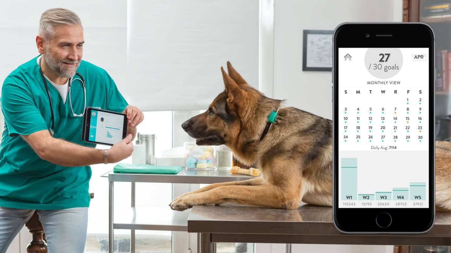 Fitbark Fitbark
